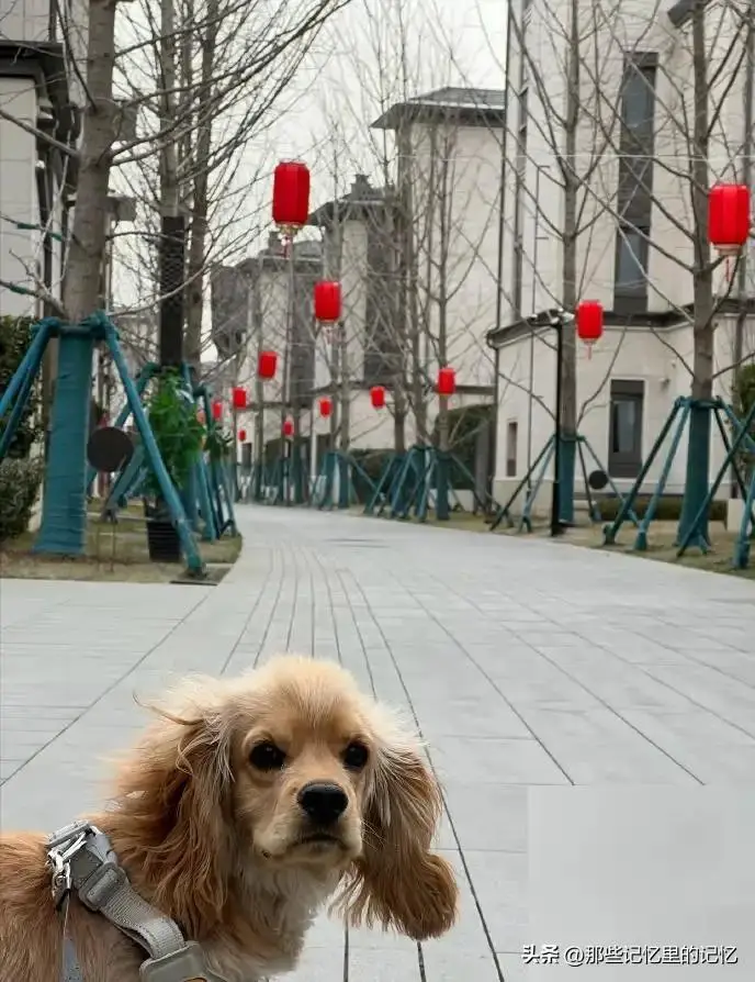 遛狗家庭日常_日常遛狗家庭教育方法_日常遛狗家庭教育内容
