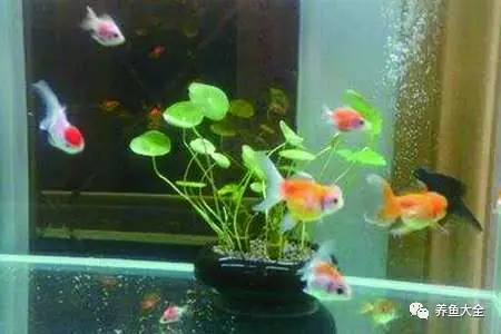 养鱼必备：鱼生病前的8个异常症状之浮头症状解析