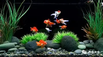 游泳比赛规则的变化_游泳规则及发生过的变化_游泳规则变化发生过的事情